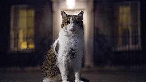 Larry the cat celebrates 10 years in Downing Street