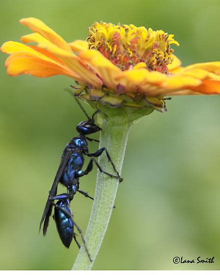 Blue Mud Dauber Wasp Chlorion Aerarium Bugguidenet