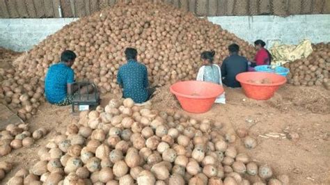 A Grade Pollachi Fully Husked Coconut Coconut Size Large At Rs 37 Kg