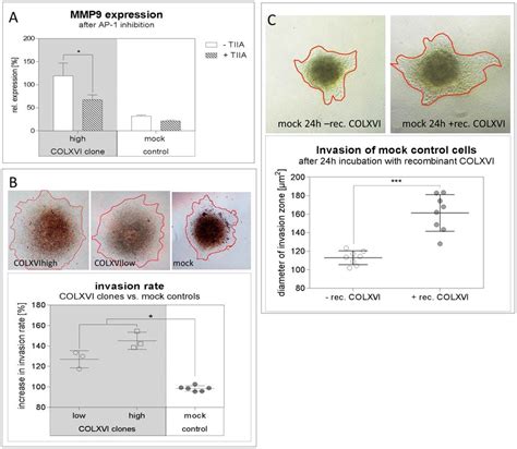 Collagen Xvi Overexpression Leads To Increased Invasion Of Oscc Cells Download Scientific