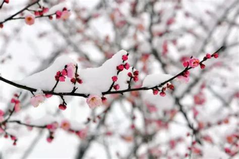 古人的浪漫冬天：煮雪烹茶，听雪敲竹