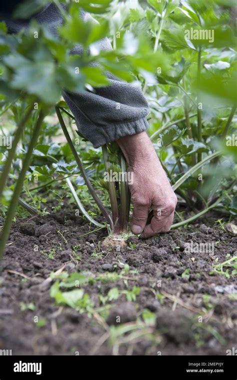 Celeriac Apium Graveolens Var Rapaceum Monarch Stem Crop Removing