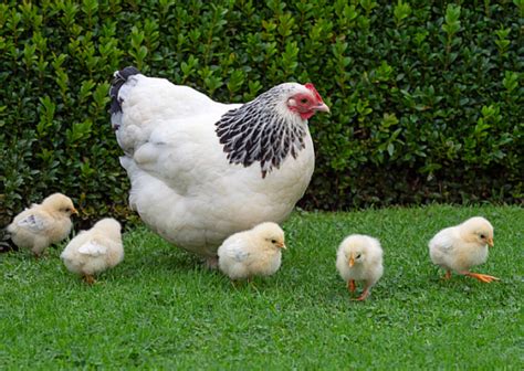 Sussex Chickens - A Complete Guide to the Popular Chicken Breed