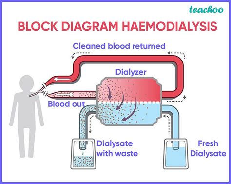 life processes class     process  dialysis biology