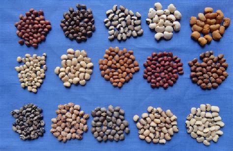 Diversity Of The Cowpea Landraces Cultivated In Southern Benin As