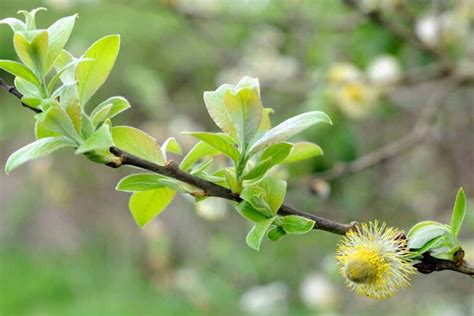 How To Grow And Care For Pussy Willow Gardeners Path