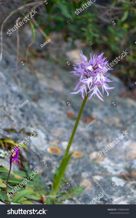 Orchis Italica Naked Man Orchid Natural Stock Photo Shutterstock