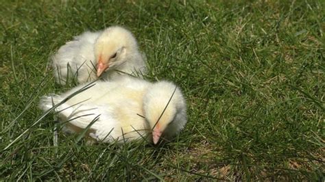 how to put a chick to sleep