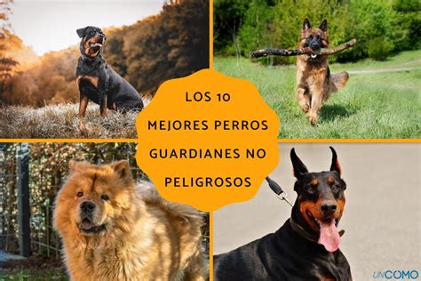 Los 10 Mejores Perros Guardianes No Peligrosos Belleza Estética