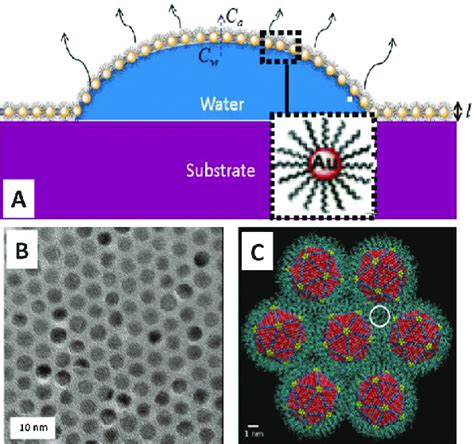 A Schematic Principle Of Drying Mediated Self Assembly And B Download Scientific Diagram