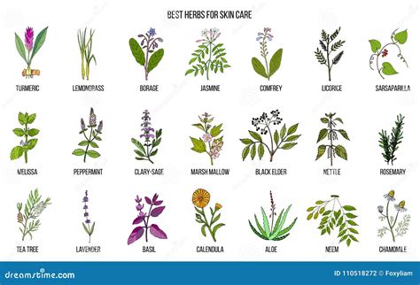 Collection of Best Herbs for Skin Care Stock Vector - Illustration of ...