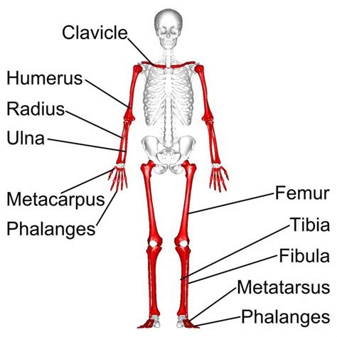 there are five types bones in flat long short irregular sesamoid long ...