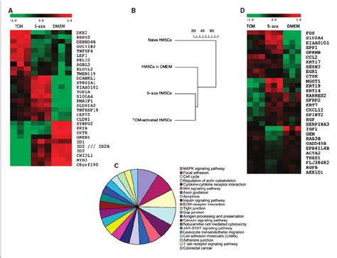 Comparative Gene Expression Analysis Of D Tcm Exposed Hmscs