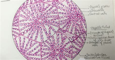 Illustrations: Liver - General Histology