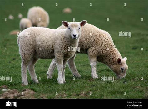 Two Spring Lambs Stock Photo Alamy