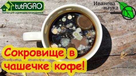 ПЛЕСЕНЬ НА КОФЕ, ЗАВАРКЕ, ХЛЕБЕ и ЛИМОНАХ? Какая польза плесени? А вот ...