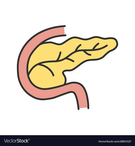 Pancreas And Duodenum Color Icon Royalty Free Vector Image