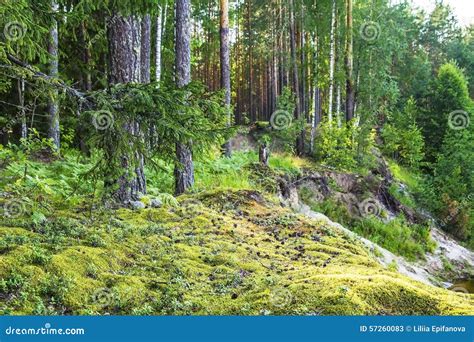 Forest Landscape With Pine Trees And Moss Stock Image Image Of Root