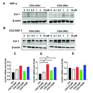 The Effect Of Cga On Collagen Expression In Human Skin Fibroblasts The