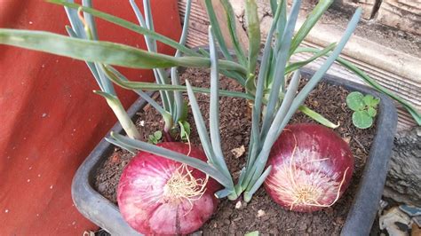 como plantar cebola roxa em vaso ou cebola de cabeça YouTube