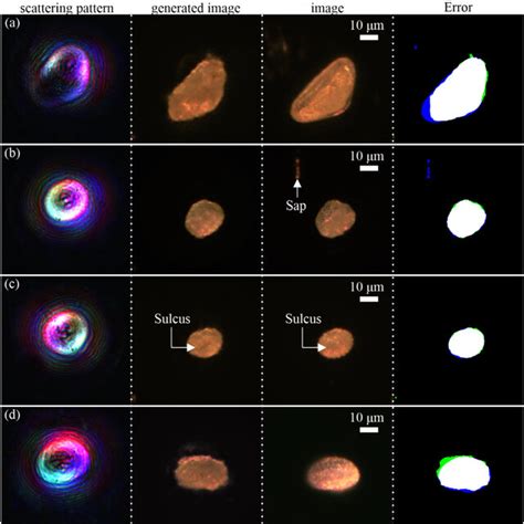 Capability of the trained neural network to generate images of pollen ... 