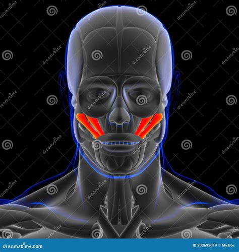 Zygomaticus Major and Minor Muscle Anatomy for Medical Concept 3D Stock ...