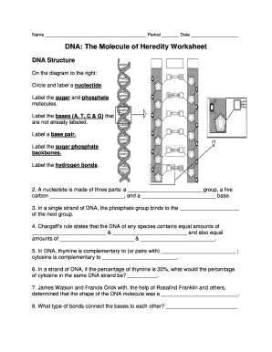 Dna Molecule And Replication Worksheet Printable Template Calendar