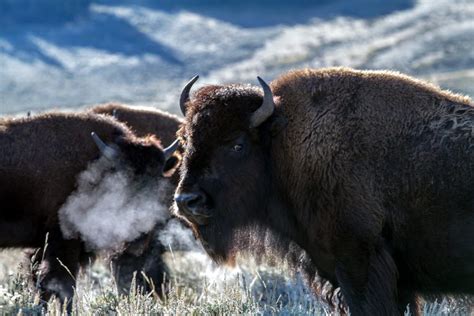 Buffalo - Dream Meaning and Symbolism - Spirit Animals