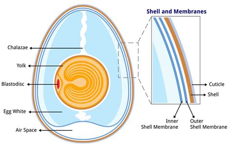 Egg Formation | Curbstone Valley