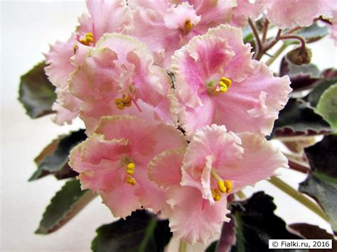 Rob's Antique Rose (Робс Антик Роуз), Robinson, полумини. | Fialki.ru