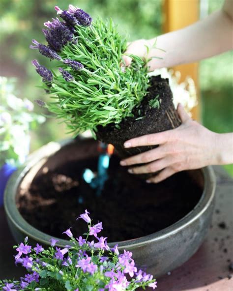 Cómo y Cuándo Plantar Lavanda Pur Plant