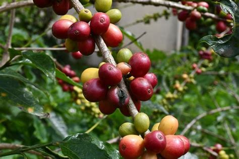 Ugandan coffee receipts close to the $1b mark | Monitor