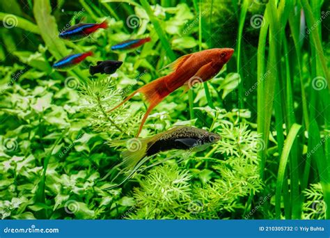 Un Bonito Y Verde Acuario De Agua Dulce Tropical Plantado Con Peces De