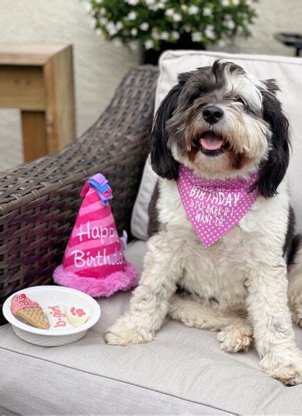 Easy No Sew DIY Dog Bandanas - Clean and Scentsible