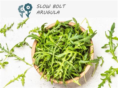 Slow Bolt Arugula 500 Seeds Rocket Vegetable Seeds Non Gmo Heirloom