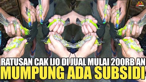 MUMPUNG ADA SUBSIDI RATUSAN EKOR CUCAK IJO DI JUAL MULAI 200RB AN