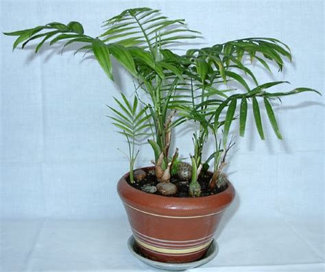 Комнатная пальма: фото и названия видов, как ухаживать