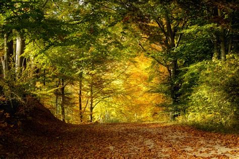 Gratis Billeder Landskab Tr Natur Skov Demark Afdeling Sollys