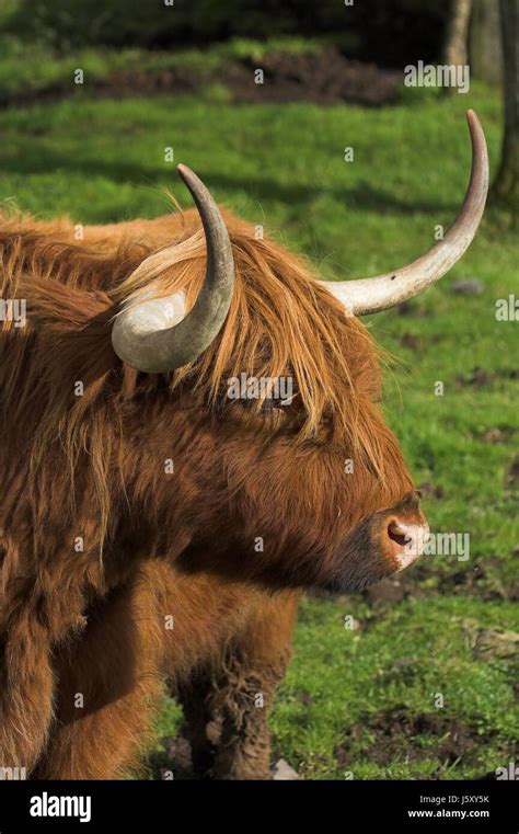 scottish highland cattle Stock Photo - Alamy