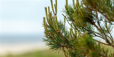 What To Plant Under Pine Trees 5 Plants That Will Thrive