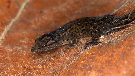 discovered   species  reptile  puerto rico sciences