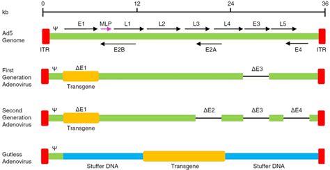 Three Generations Of Adenoviral Vectors The First Generation