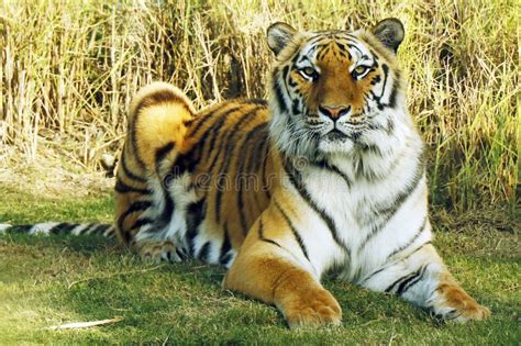 Bengal Tiger Laying Down On A Grassy Field Stock Image Image Of