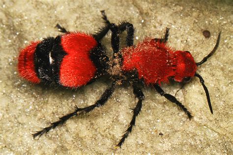 Red Velvet Ants Cow Killer Ants