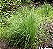 Wetland Plants Of Wisconsin Carex Haydenii Hayden S Sedge