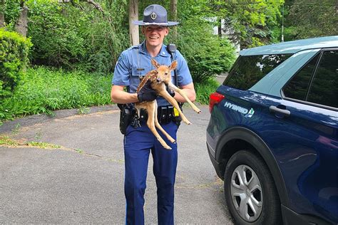 Massachusetts State Trooper Rescues Baby Deer from Busy Highway