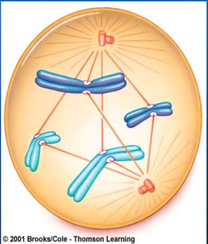 Cell Division Mitosis Flashcards Quizlet