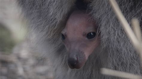 Bennetts Wallaby Joey Peeks Out Of The Pouch Youtube