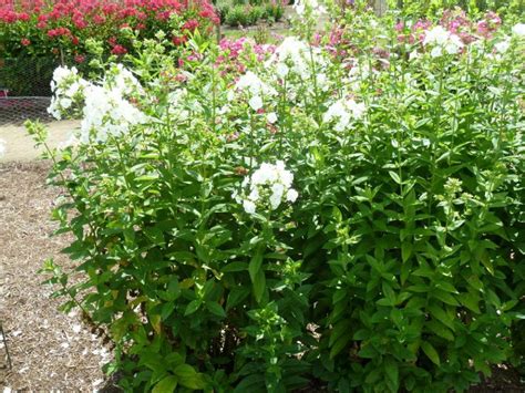 Phlox White Admiral Vlambloem De Tuinen Van Appeltern