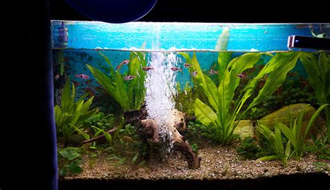 Aquarien Pflege Wasserwechsel Aquariumeinrichten Wie Richte